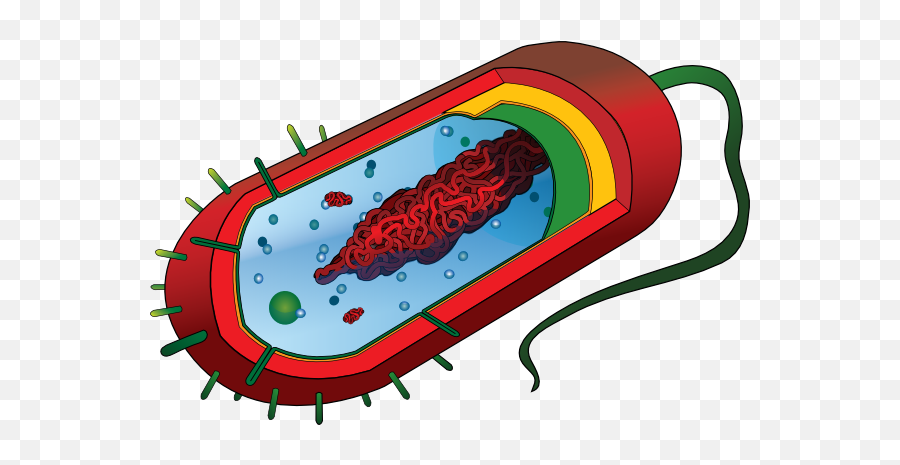 Library Of Bacteria On Cell Phone Graphic Library Png Files - Prokaryotic Cell Structure Emoji,Cell Phone Clipart
