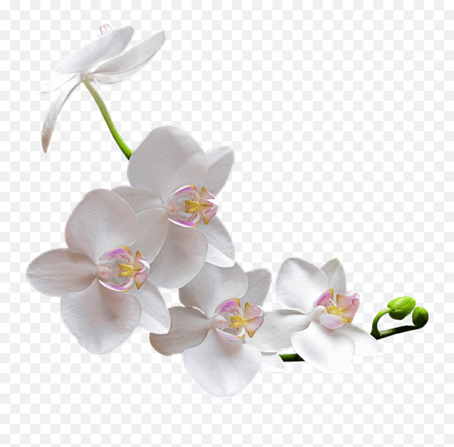 White Orchid Transparent Png - Stickpng Emoji,White Flowers Transparent Background