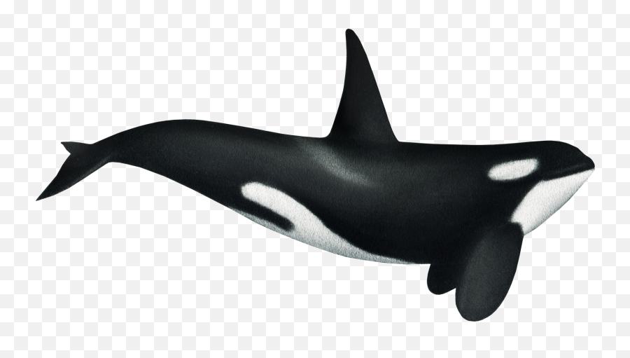 Orka4 - Lakitourscom Emoji,Orca Whale Clipart