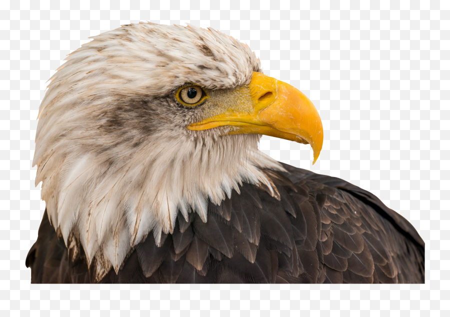 Download Bald Eagle Png Image Free - Bald Eagle Emoji,Bald Eagle Png
