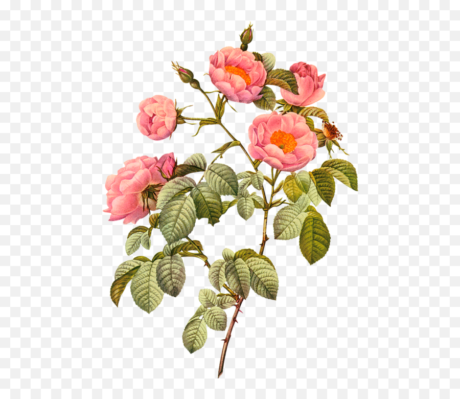 Download Botany Plant Flower - Flower Botanical Illustration Png Emoji,Flower Drawing Png
