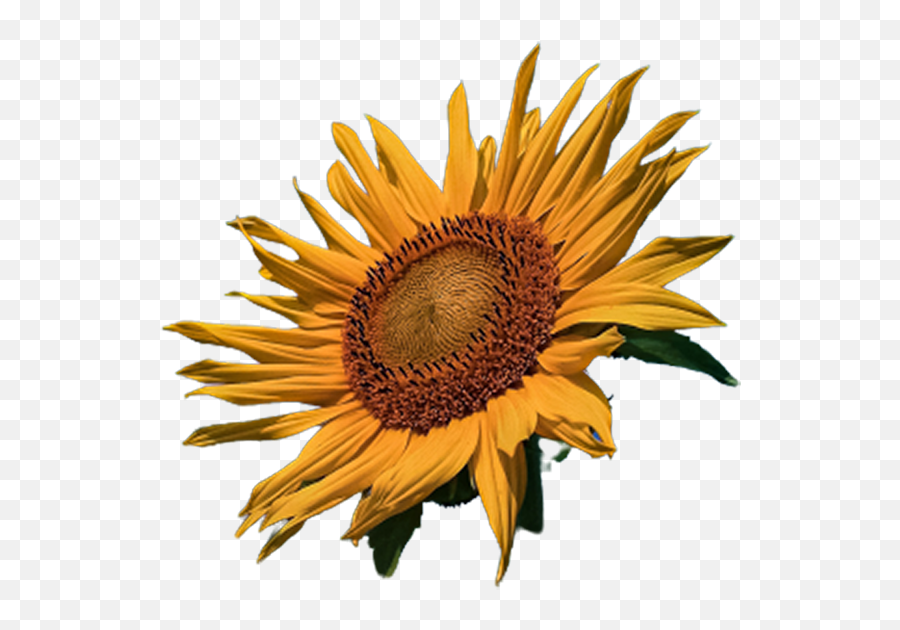 New Sunflower Yellow Flowers - Fresh Emoji,Flowers Transparent