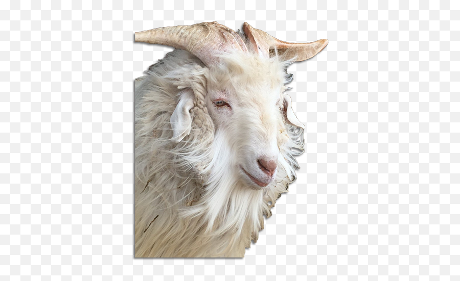 Download Hd The Ultimate Guide To Cashmere Faq - Cashmere Emoji,Goat Horns Png