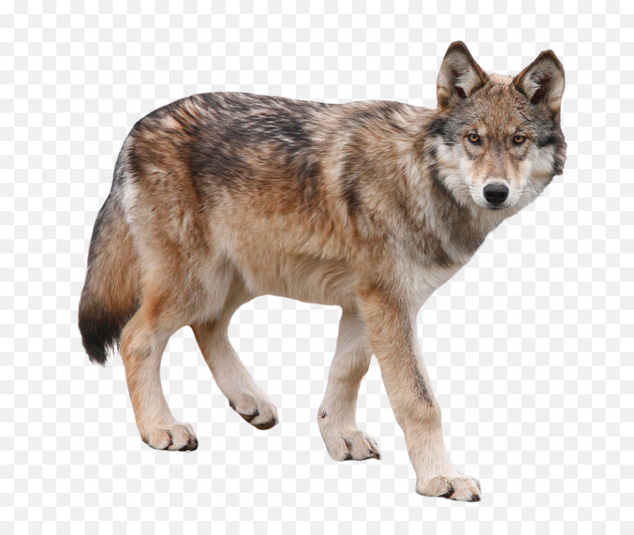 Coyote Clipart Transparent - Wolf Transparent Emoji,Coyote Clipart