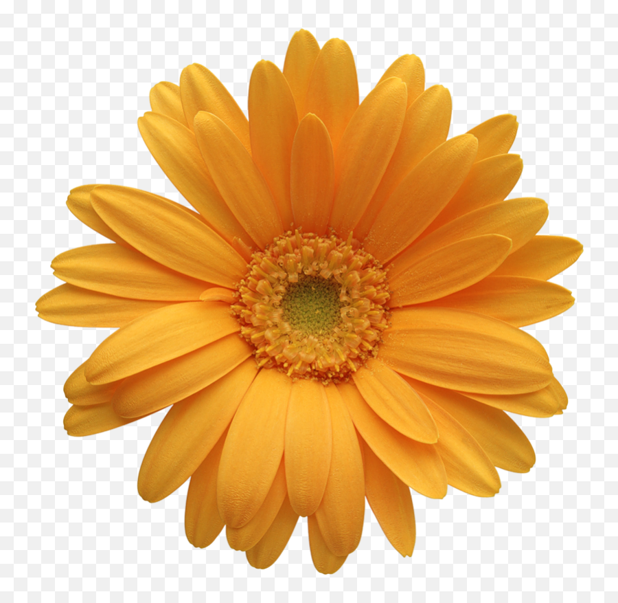Daisy Flower Clip Art Free Vector For - Gerber Daisy Clipart Emoji,Daisy Clipart