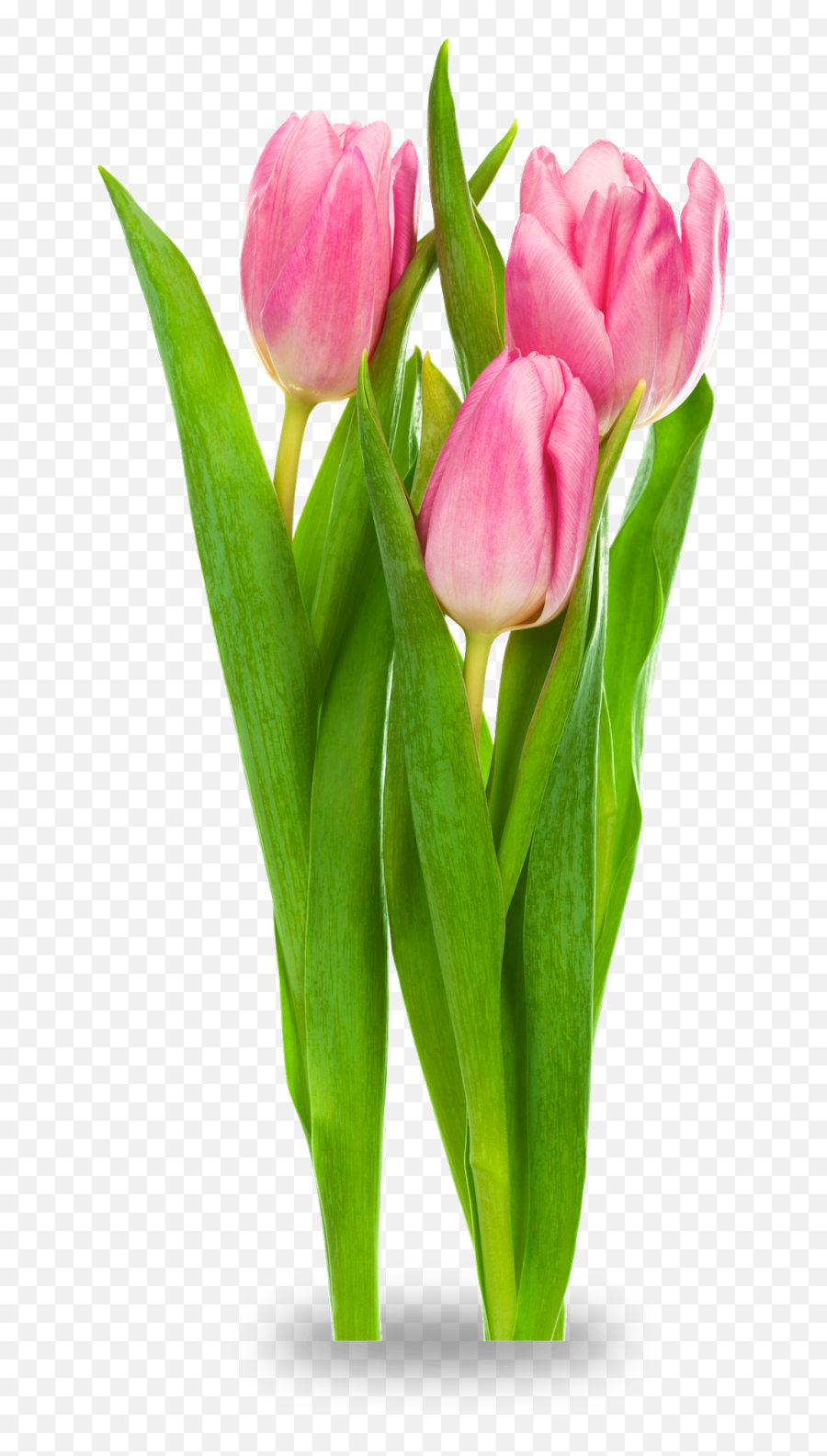 Cut Flowers Transparent Background - Transparent Tulips Flower Png Emoji,Flowers Transparent Background