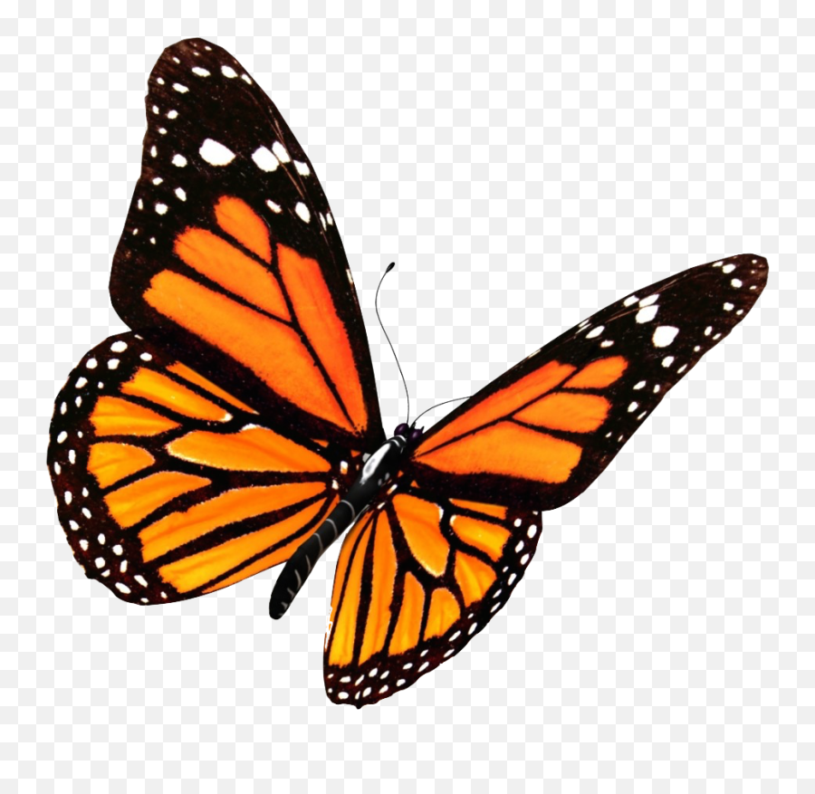 Flying Butterflies Png Transparent - Butterfly Png Emoji,Butterflies Png