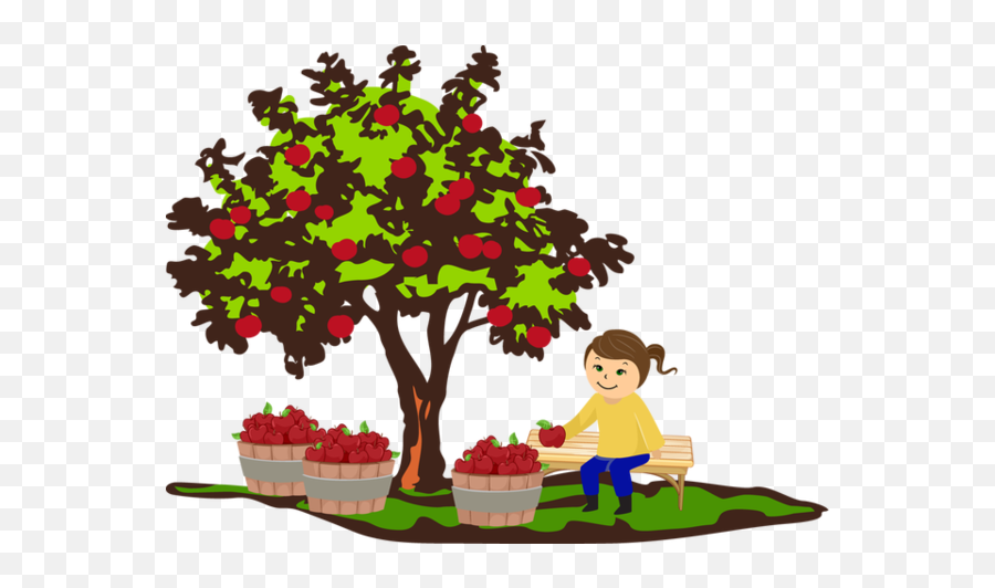 Apple Tree Fruit Picking Plant Flower For Thanksgiving - 640x481 Emoji,Picking Apples Clipart