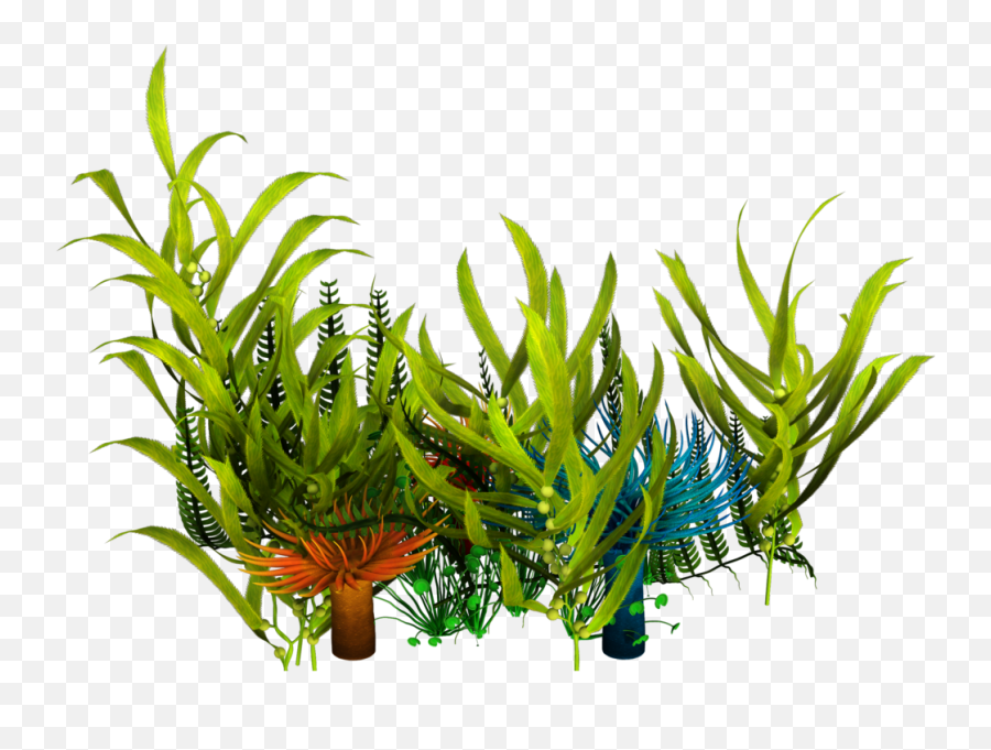 Underwater Aquatic Plants Seaweed Clip - Seaweed Transparent Png Emoji,Seaweed Clipart