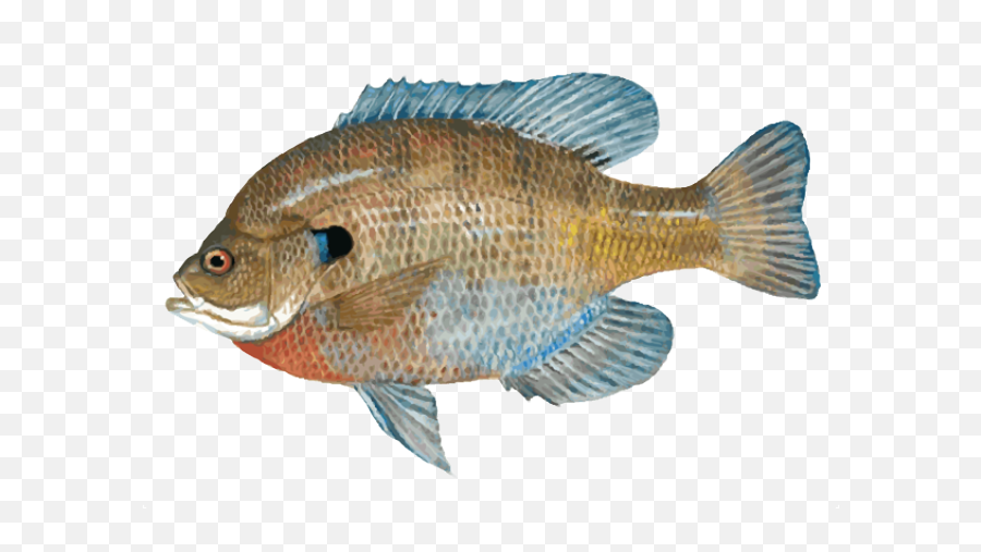 Bass Clipart Freshwater Fish Picture 2290117 Bass Clipart - South Carolina Sunfish Emoji,Bass Fish Clipart