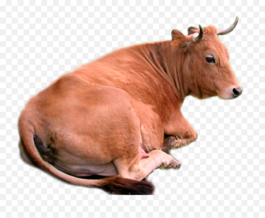Miniature Cow Rental Nc Cow Png Cow Miniature Cows - Cow Sitting Down Png Emoji,Cow Png