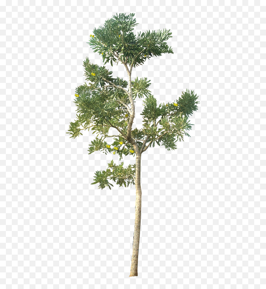 Tree Png Hd Quality - Transparent Background Png Tree Emoji,Tree Png