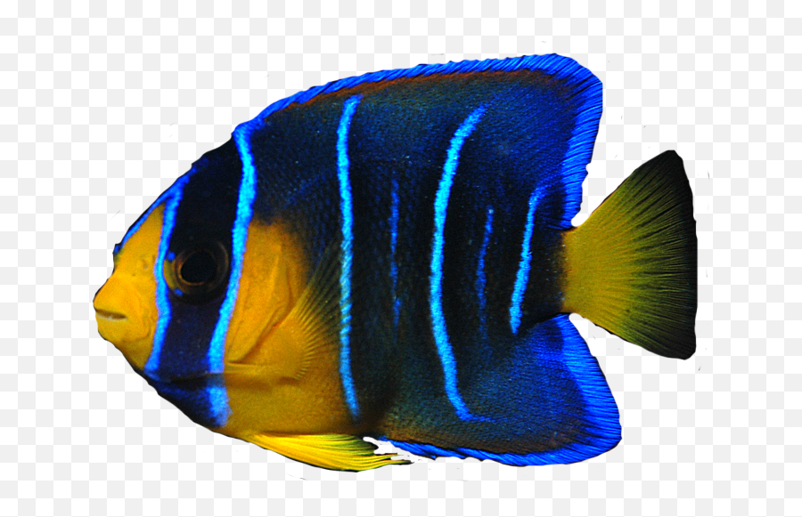 Fish Png - Sea Fish Transparent Background Emoji,School Of Fish Png