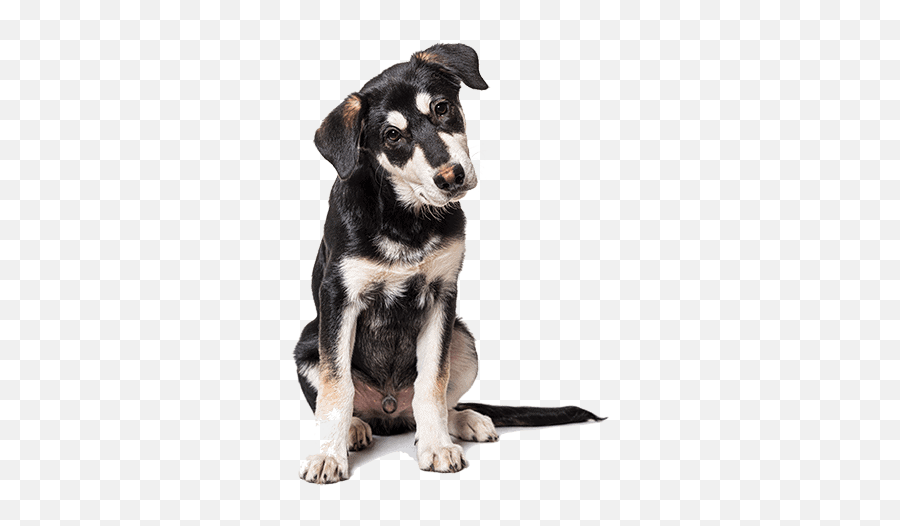 Specialized Pet Services - Omaha Ne Dog Boarding And Emoji,Dog Sitting Png