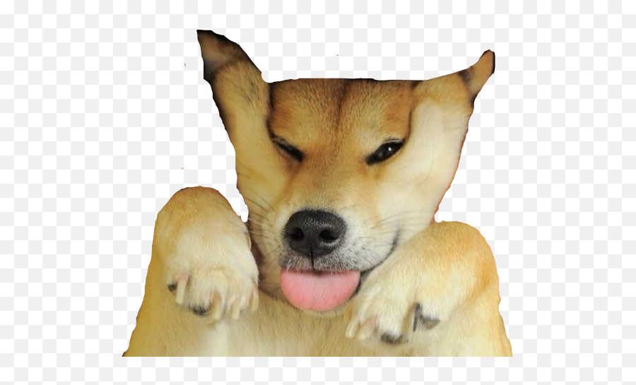 Angry Doge Meme Png - 10lilian Squeezing Shiba Inu Cheeks Emoji,Doge Transparent