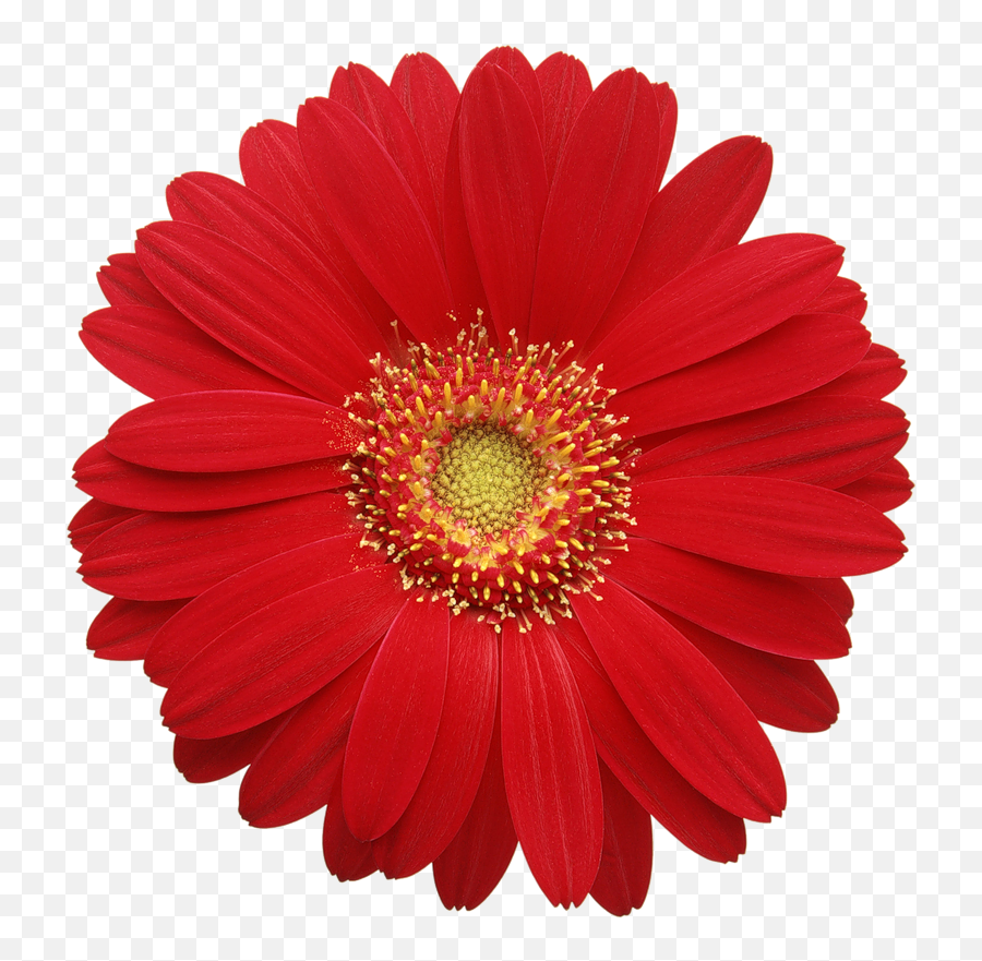 Red Gerber Daisy Clipart Free Clipart - Transparent Red Gerbera Daisy Emoji,Daisy Clipart