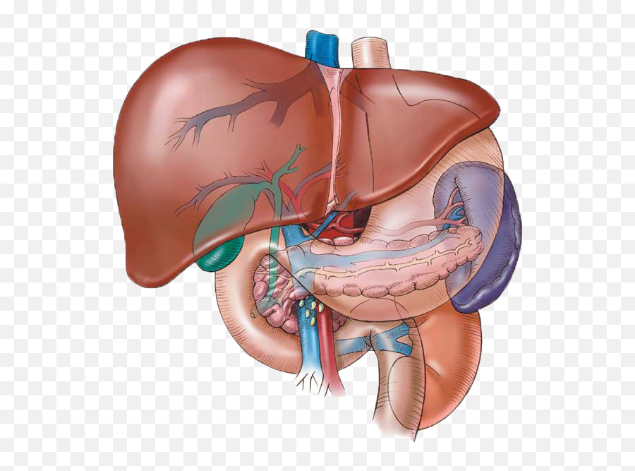 Human Liver Transparent Png Image - Human Liver Png Emoji,Liver Png
