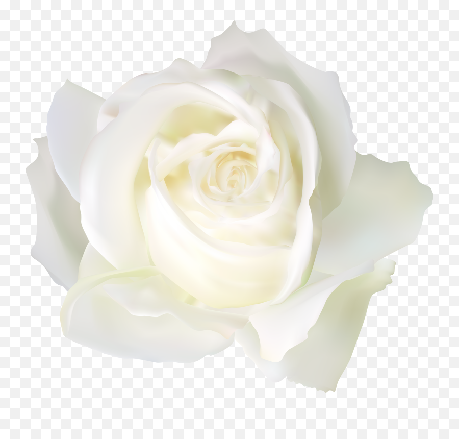 Free White Rose Transparent Background Emoji,White Roses Clipart
