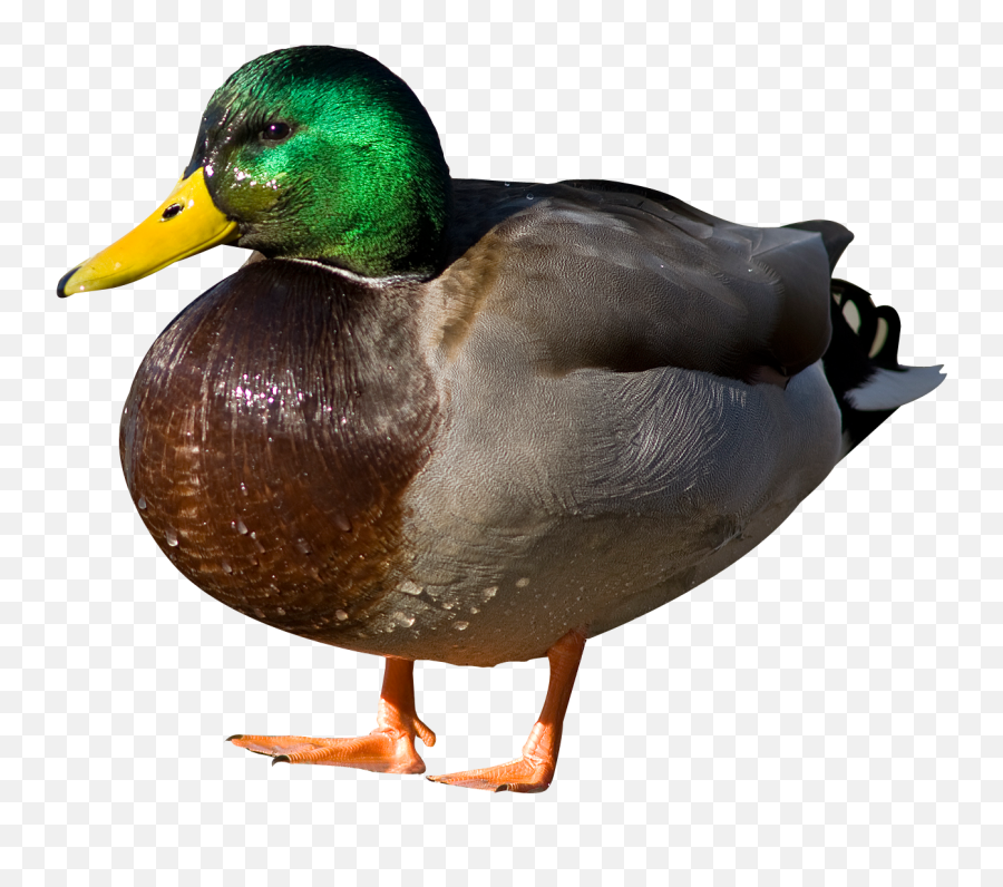 Duck Png Image - Duck Transparent Png Emoji,Duck Png