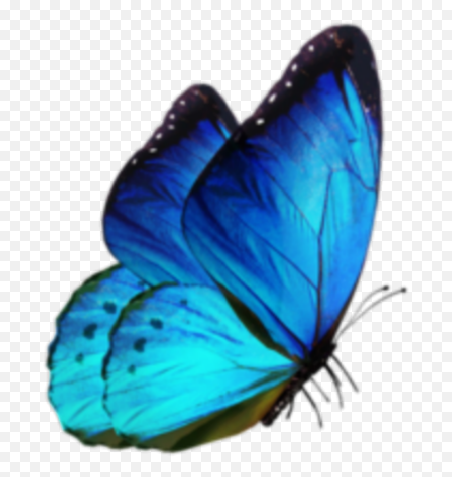 Download Butterfly Blue S8 Samsung - Blue Butterfly Png Emoji,Galaxy Clipart