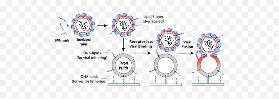 Virus Vesicle Fusion - Dot Emoji,Virus Png