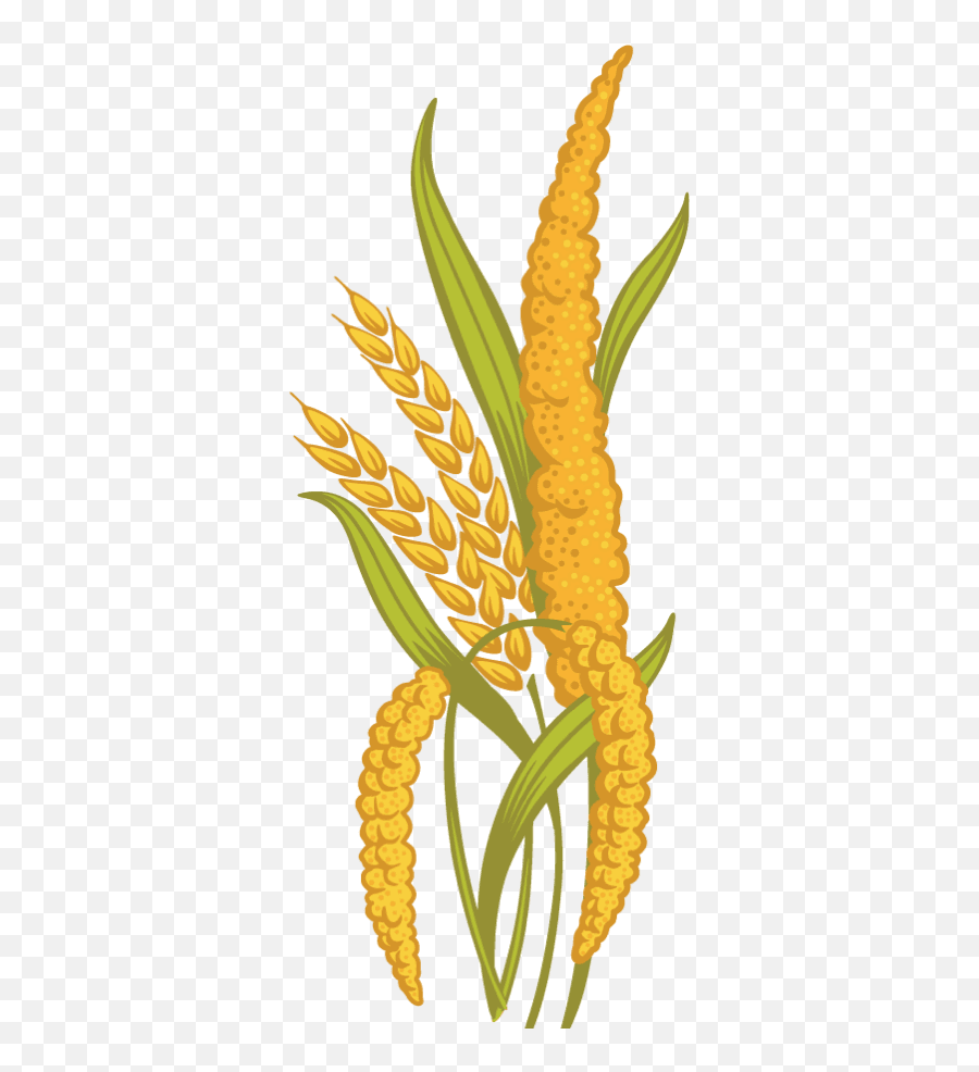Ancient Grains Cliparts Png Images - Millet Clipart Emoji,Grain Clipart