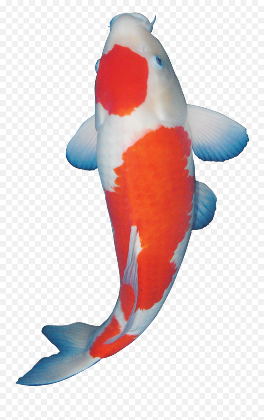 Ikan Koi Png Transparent Cartoon - Jingfm Emoji,Koi Clipart