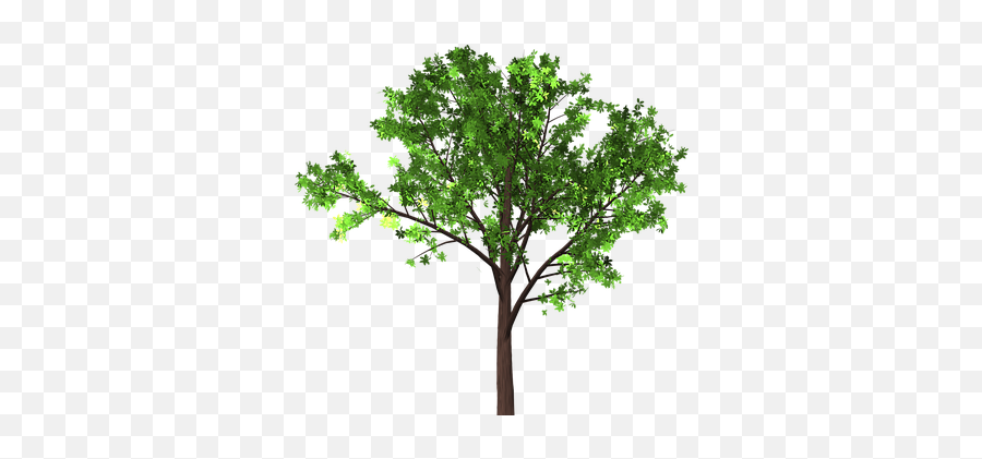 200 Free Isolated Tree U0026 Tree Illustrations - Pixabay Emoji,Redwood Tree Clipart