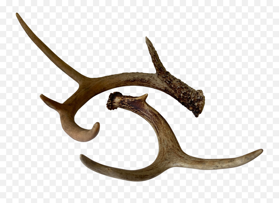 Naturally Shed Deer Antlers - A Pair Emoji,Deer Antler Logo