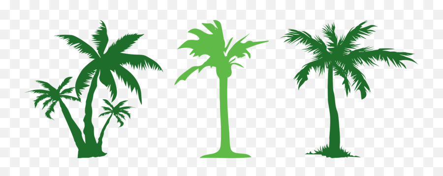Tree Evergreen Arecaceae Clip Art - Green Coconut Tree Emoji,Evergreen Tree Clipart