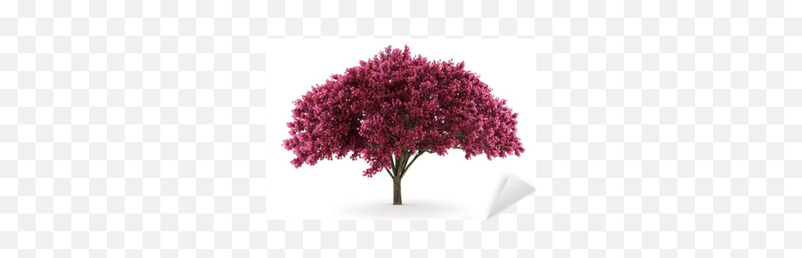 Cherry Tree Isolated On White Background With Clipping Path Emoji,Cherry Blossom Tree Clipart