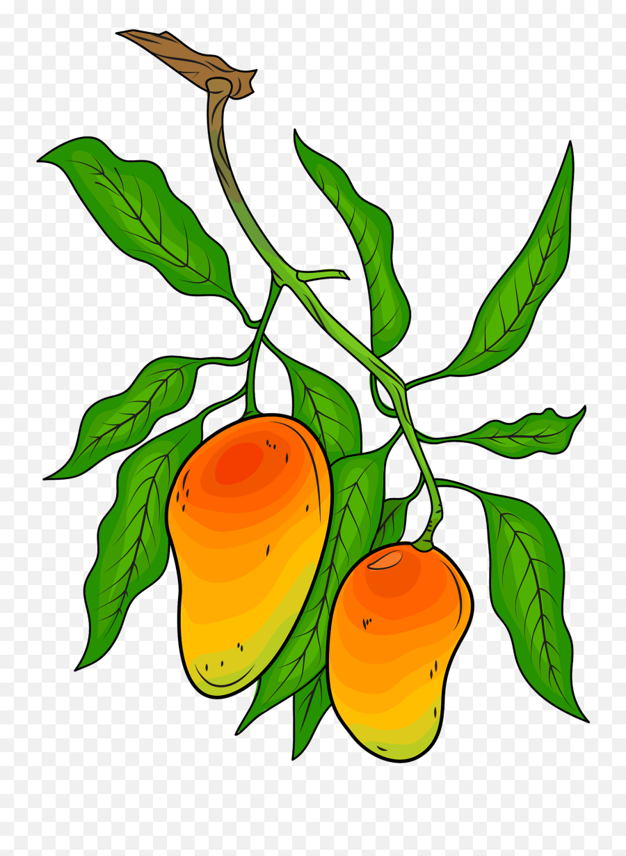 Botanical Drawing Of Mango Clipart - Mango Tree Branch Clipart Emoji,Mango Clipart