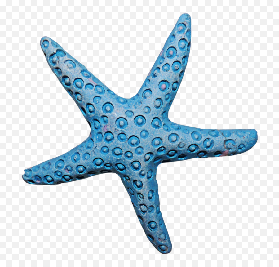 Starfish Clipart Aqua Starfish Aqua Transparent Free For - Blue Sea Star Png Emoji,Starfish Clipart