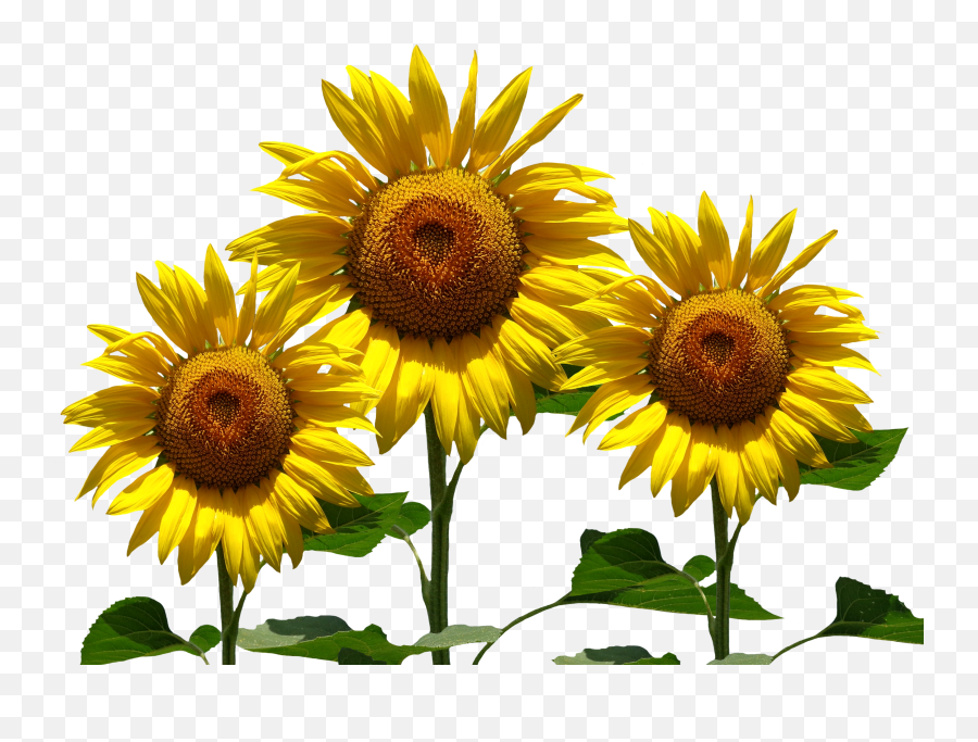 Png Images Sunflowers 11png Snipstock - Png Emoji,Sunflowers Png