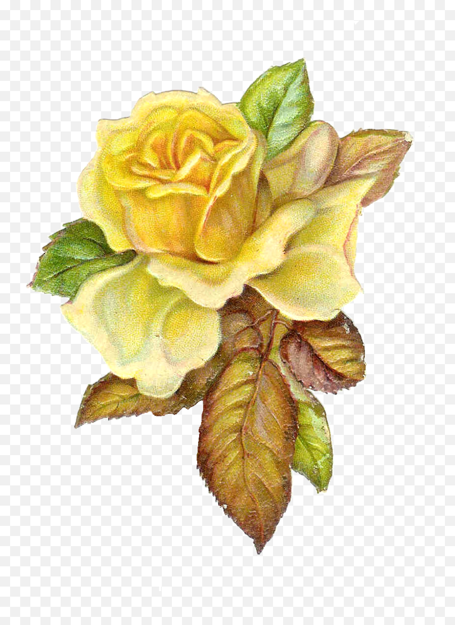 Download Hd Vintage Roses Png Transparent Png Image Emoji,Vintage Rose Png
