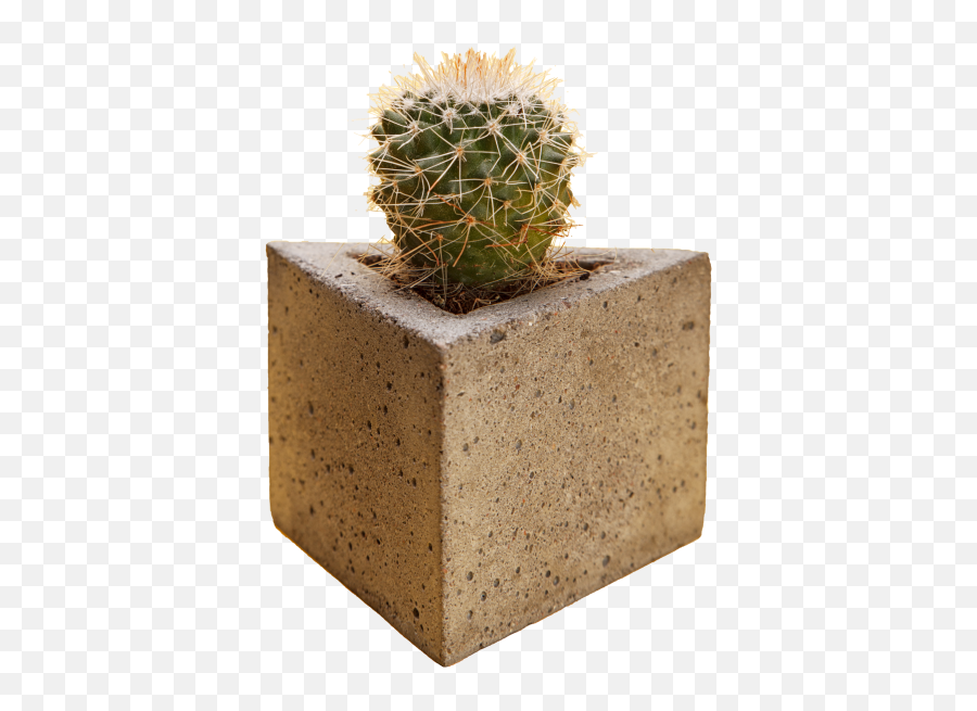 Cactus Transparent Png Image - Freepngdesigncom Emoji,Cacti Png