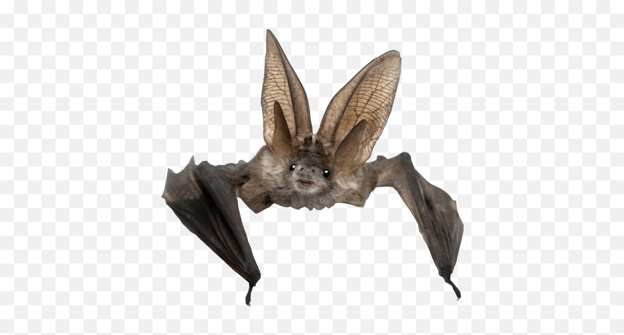 Group Of Bats Clipart Transparent Png - Stickpng Transparent Bat Emoji,Bat Clipart