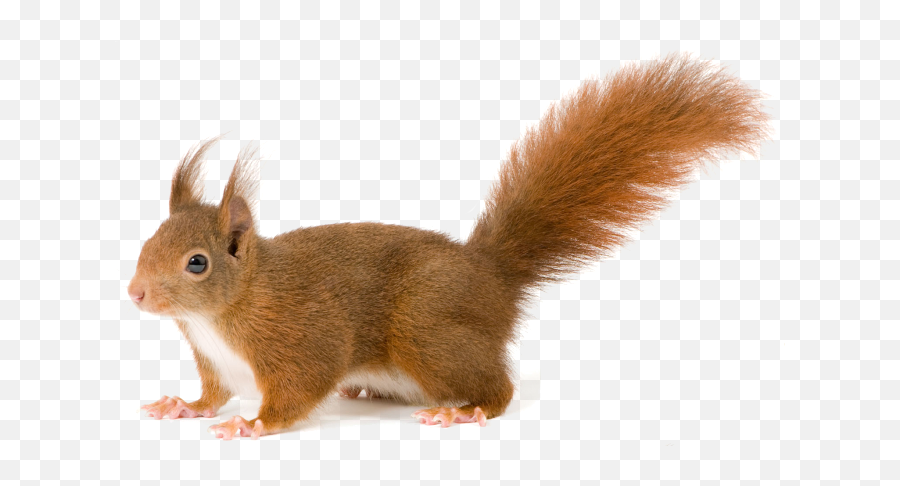 Download Squirrel Png - Red Squirrel Transparent Background Emoji,Squirrel Png