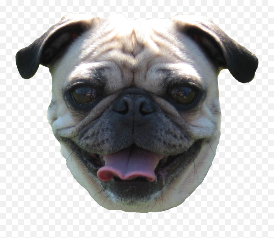 Pug Head Transparent Png Clipart Free Emoji,Pug Clipart