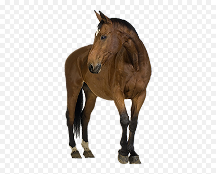 Beautiful Horse Transparent Png Images - Oyepngcom Emoji,Horse Transparent