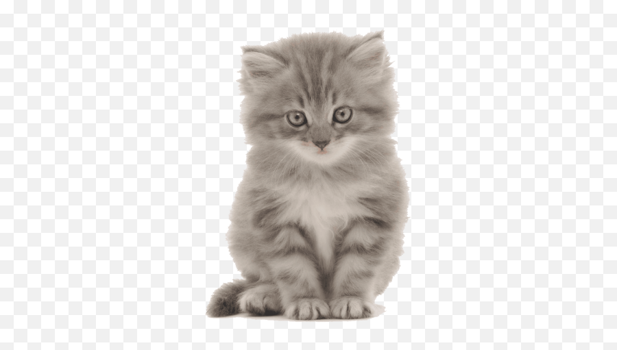 Download Free Png Cute Kittens Png - Cats Puppies Emoji,Kitten Png