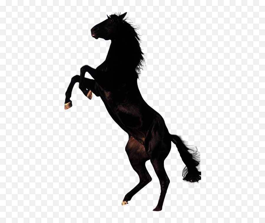 Horse Png Image - Landis Park Emoji,Horse Png