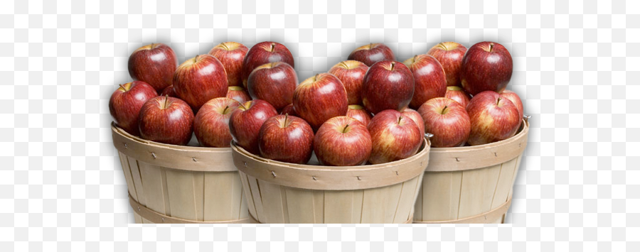 Download Altamont Orchards - Apple Basket Png Transparent Emoji,Apples Png