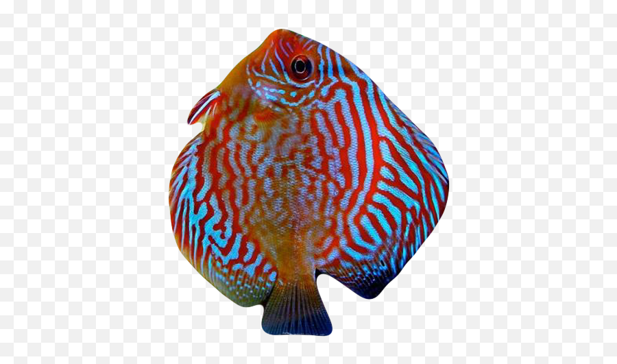 Download Hd Blu Discus Fish - Fish Transparent Png Image Emoji,Fish Emoji Png