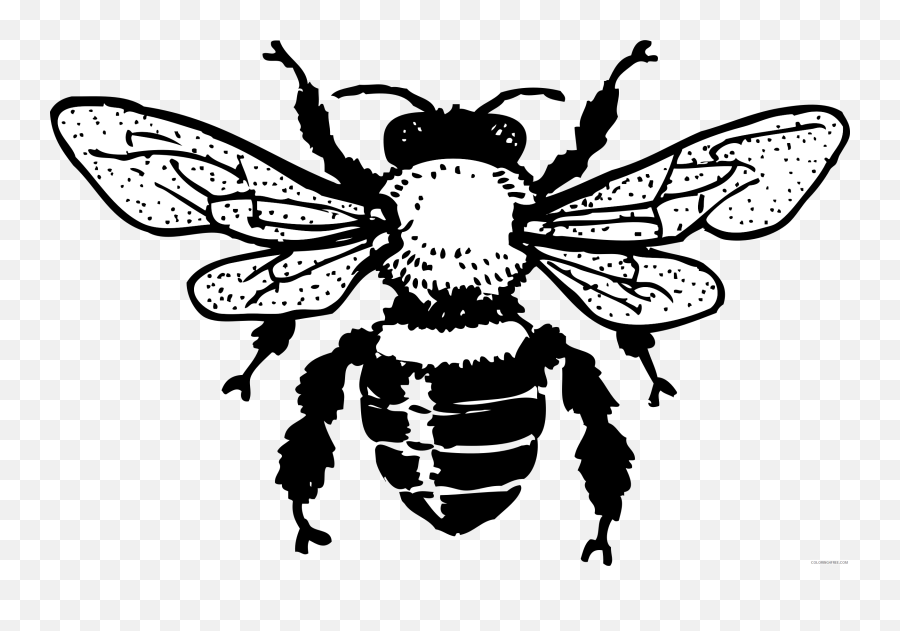 Free Bumble Bee Outline Download Free Clip Art Free Clip - Bee Clipart Black And White Emoji,Bumblebee Clipart