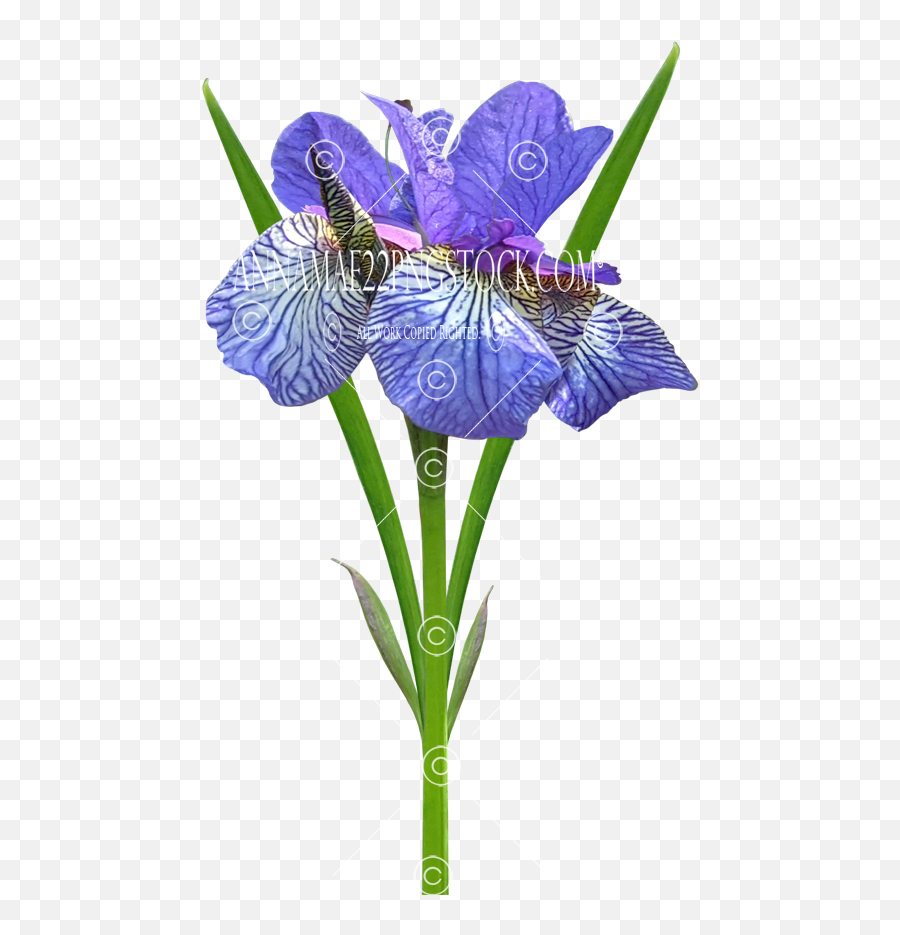 Flowersplants Png Stock Photos Emoji,Purple Flower Transparent Background