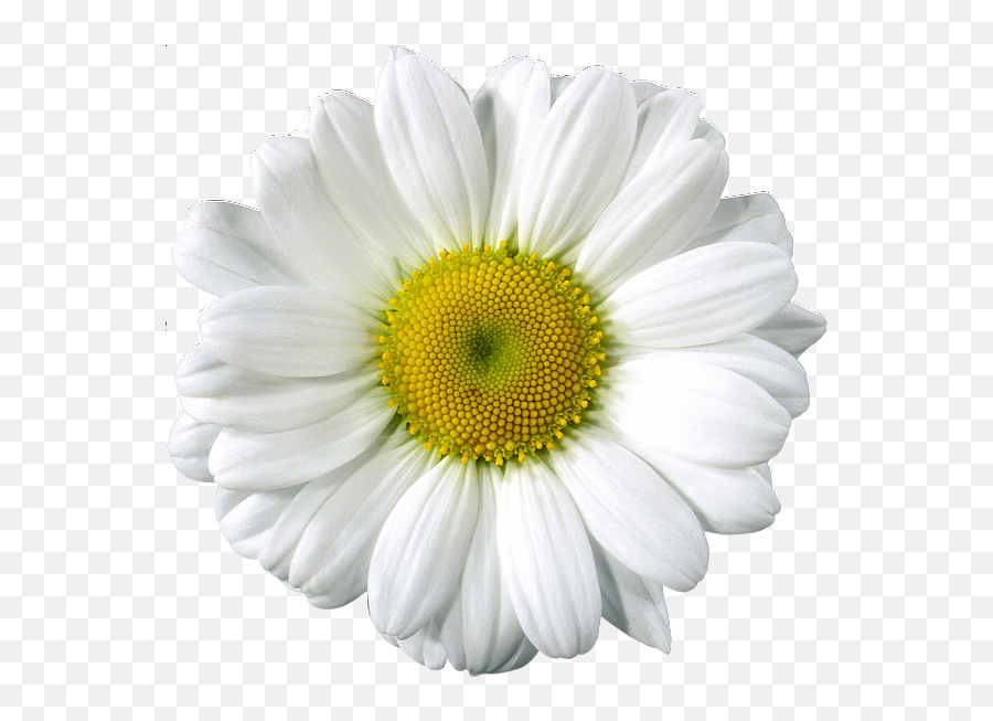 Download Free Clip Art Elements Jpg - Daisy Png Png Image Emoji,Yellow Daisy Png