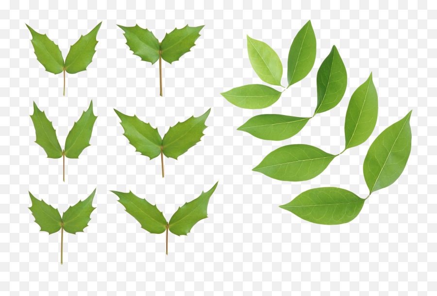 Green Leaves Png Image - Portable Network Graphics Emoji,Green Leaves Png