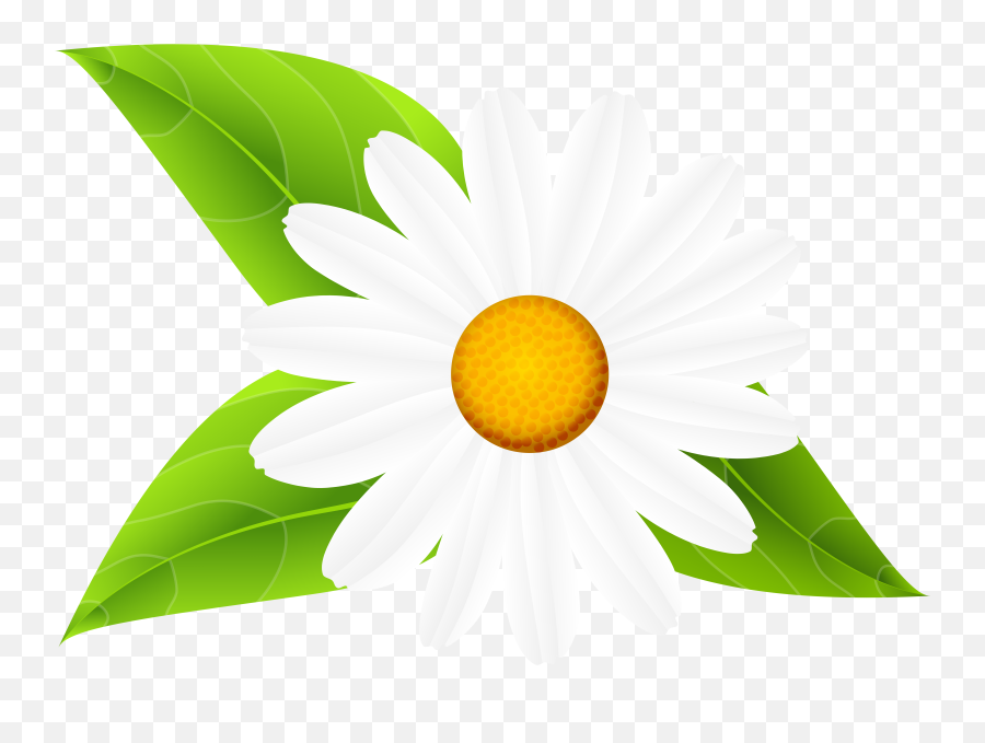 Daisy Outline Png - Flower Daisy Png With Leaves Emoji,Daisy Clipart