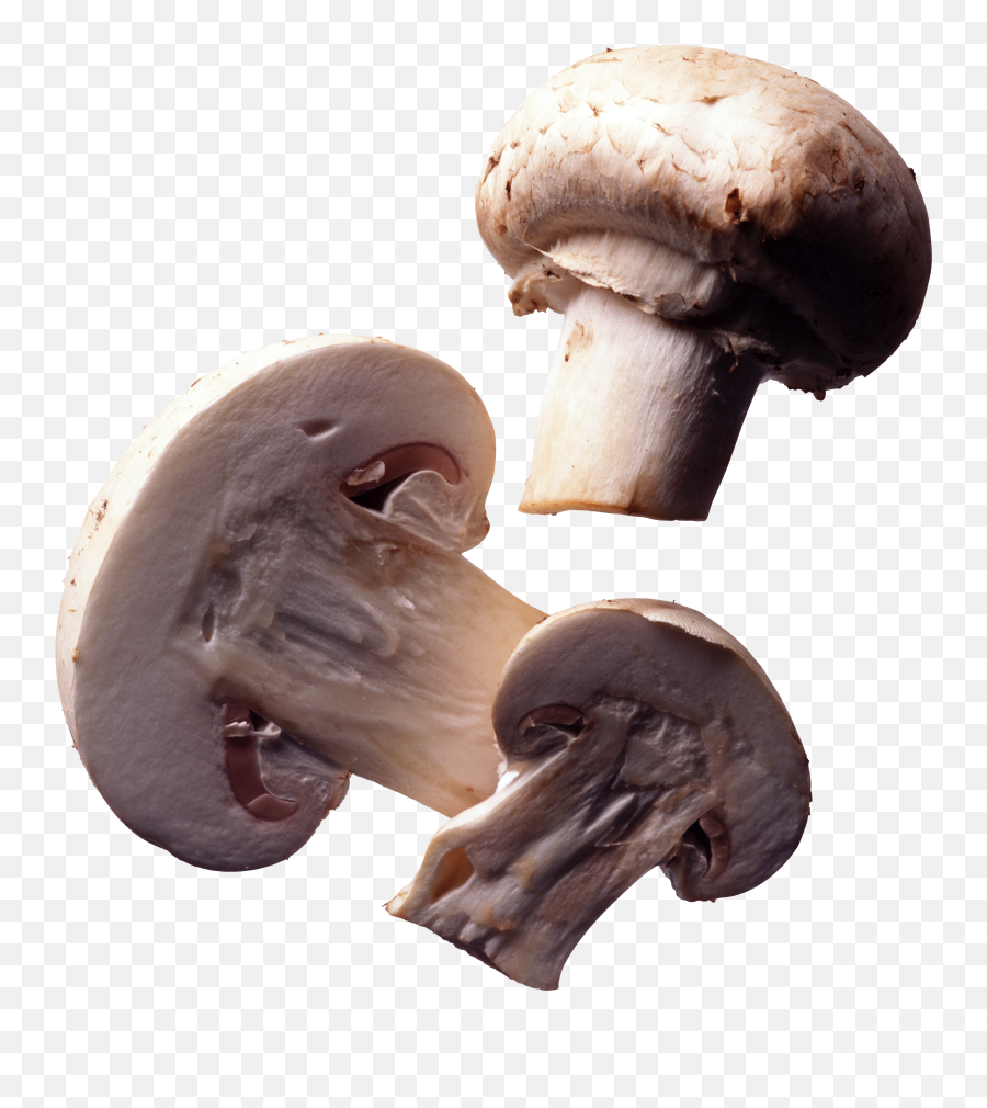 Pin On Nature - Mushroom Cut Png Emoji,Mushroom Clipart